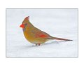 7028 northern cardinal female